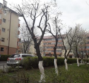 toaletare_buna_6